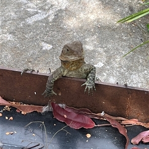 Intellagama lesueurii howittii (Gippsland Water Dragon) at Acton, ACT - Yesterday by courtneyb