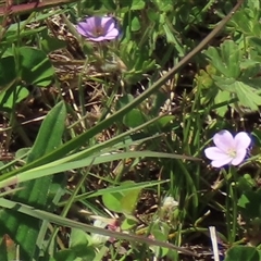 Geranium sp. (Geranium) at Adaminaby, NSW - 15 Nov 2020 by AndyRoo