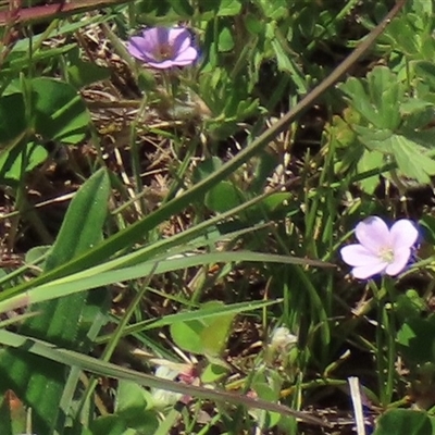 Geranium sp. at Adaminaby, NSW - 15 Nov 2020 by AndyRoo