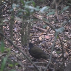 Psophodes olivaceus (Eastern Whipbird) at O'Reilly, QLD - 21 Feb 2025 by LyndalT