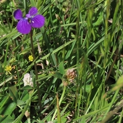 Viola betonicifolia at Adaminaby, NSW - 15 Nov 2020 by AndyRoo