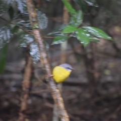 Eopsaltria australis (Eastern Yellow Robin) at O'Reilly, QLD - 21 Feb 2025 by LyndalT