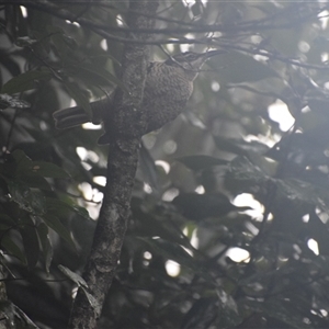 Cormobates leucophaea at O'Reilly, QLD - 21 Feb 2025 by LyndalT