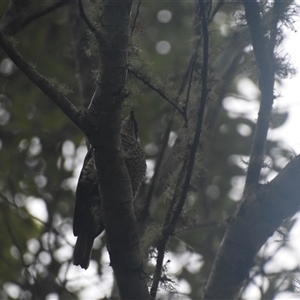 Ptiloris paradiseus at O'Reilly, QLD - 21 Feb 2025 06:04 PM