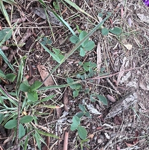 Glycine tabacina (Variable Glycine) at Higgins, ACT - 25 Feb 2025 by Untidy