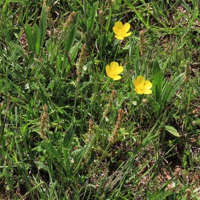 Plantago varia at Adaminaby, NSW - 15 Nov 2020 by AndyRoo