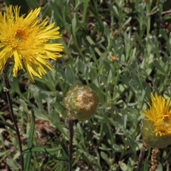 Podolepis jaceoides (Showy Copper-wire Daisy) at Adaminaby, NSW - 15 Nov 2020 by AndyRoo