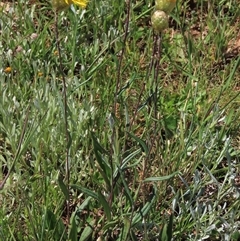 Podolepis jaceoides at Adaminaby, NSW - 15 Nov 2020 02:10 PM