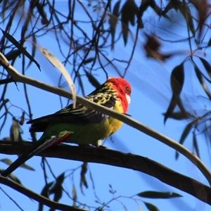 Platycercus eximius (Eastern Rosella) at Higgins, ACT - 26 Mar 2018 by Jennybach