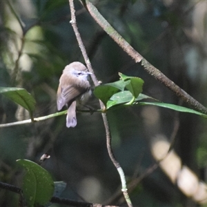 Acanthiza pusilla at O'Reilly, QLD - 22 Feb 2025 by LyndalT