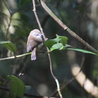 Gerygone mouki (Brown Gerygone) at O'Reilly, QLD - 22 Feb 2025 by LyndalT