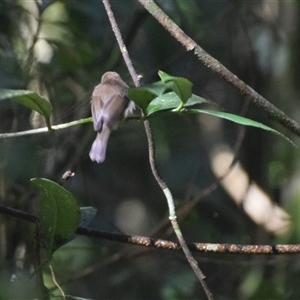 Gerygone mouki at O'Reilly, QLD - 22 Feb 2025 09:23 AM