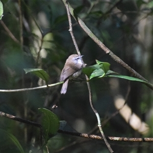 Gerygone mouki at O'Reilly, QLD - 22 Feb 2025 09:23 AM