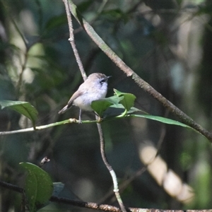Gerygone mouki at O'Reilly, QLD - 22 Feb 2025 09:23 AM