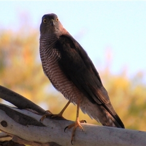 Tachyspiza cirrocephala (Collared Sparrowhawk) at Higgins, ACT - 26 Mar 2018 by Jennybach