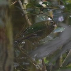 Ailuroedus crassirostris (Green Catbird) at O'Reilly, QLD - 22 Feb 2025 by LyndalT