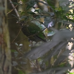 Ailuroedus crassirostris at O'Reilly, QLD - 22 Feb 2025 11:21 AM