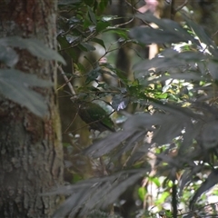 Ailuroedus crassirostris at O'Reilly, QLD - 22 Feb 2025 11:21 AM