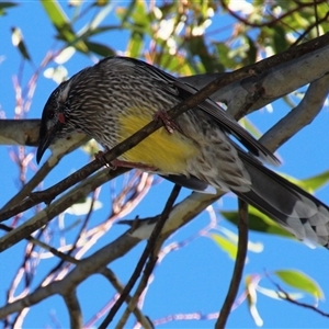 Anthochaera carunculata (Red Wattlebird) at Higgins, ACT - 26 Mar 2018 by Jennybach