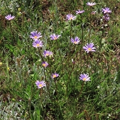 Calotis scabiosifolia var. integrifolia (Rough Burr-daisy) at Adaminaby, NSW - 15 Nov 2020 by AndyRoo