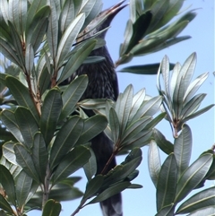 Anthochaera chrysoptera (Little Wattlebird) at Lakes Entrance, VIC - 11 Feb 2025 by Jennybach