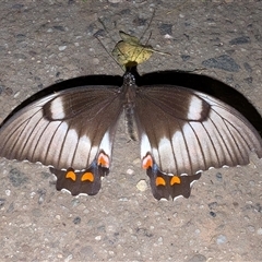 Papilio aegeus (Orchard Swallowtail, Large Citrus Butterfly) at Watson, ACT - 25 Feb 2025 by sbittinger