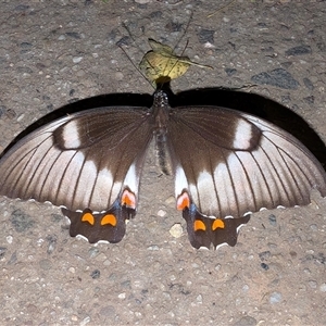 Papilio aegeus (Orchard Swallowtail, Large Citrus Butterfly) at Watson, ACT - Yesterday by sbittinger