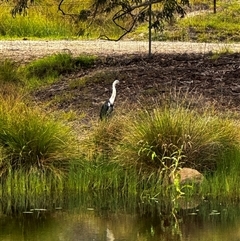 Ardea pacifica (White-necked Heron) at Chapman, ACT - 25 Feb 2025 by WindyHen