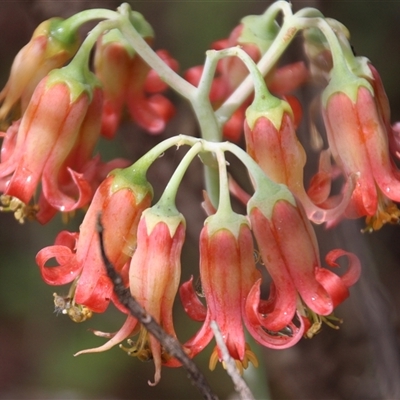 Cotyledon orbiculata (Cotyledon) at Lakes Entrance, VIC - 11 Feb 2025 by Jennybach