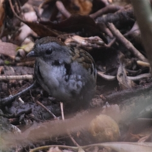 Orthonyx temminckii at O'Reilly, QLD - 22 Feb 2025 02:16 PM