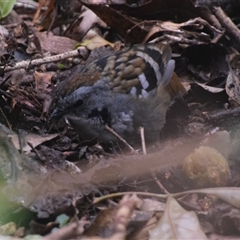 Orthonyx temminckii at O'Reilly, QLD - 22 Feb 2025 02:16 PM