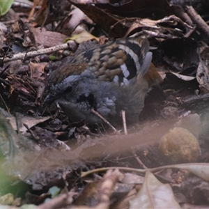 Orthonyx temminckii at O'Reilly, QLD - 22 Feb 2025 02:16 PM