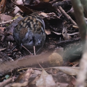 Orthonyx temminckii at O'Reilly, QLD - 22 Feb 2025 02:16 PM
