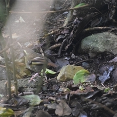 Neosericornis citreogularis (Yellow-throated Scrubwren) at O'Reilly, QLD - 22 Feb 2025 by LyndalT