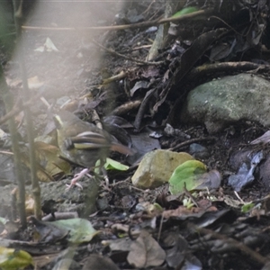 Neosericornis citreogularis (Yellow-throated Scrubwren) at O'Reilly, QLD - 22 Feb 2025 by LyndalT