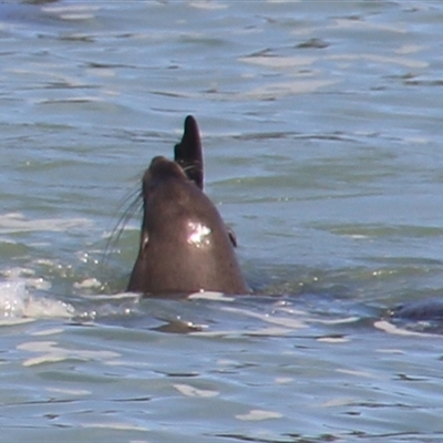 Seal-unknown species (Unidentified Seal) at Lakes Entrance, VIC - 11 Feb 2025 by Jennybach