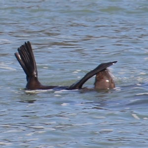 Seal-unknown species at Lakes Entrance, VIC - 11 Feb 2025 11:33 AM