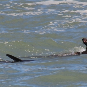 Seal-unknown species at Lakes Entrance, VIC - 11 Feb 2025 11:33 AM