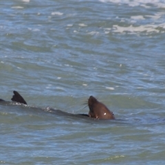 Seal-unknown species at Lakes Entrance, VIC - 11 Feb 2025 11:33 AM