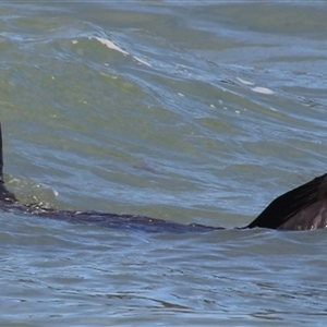 Seal-unknown species at Lakes Entrance, VIC - 11 Feb 2025 11:33 AM