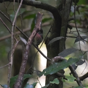 Petroica rosea (Rose Robin) at O'Reilly, QLD - 23 Feb 2025 by LyndalT