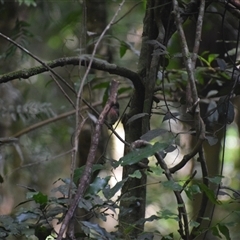 Petroica rosea at O'Reilly, QLD - 23 Feb 2025 09:02 AM