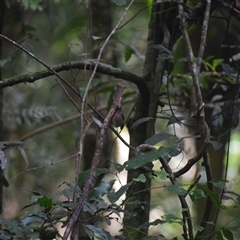 Petroica rosea at O'Reilly, QLD - 23 Feb 2025 09:02 AM
