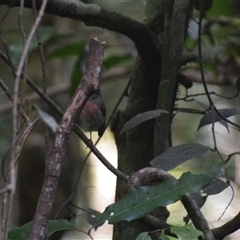Petroica rosea at O'Reilly, QLD - 23 Feb 2025 09:02 AM