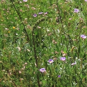 Acaena x ovina (Sheep's Burr) at Adaminaby, NSW - 15 Nov 2020 by AndyRoo