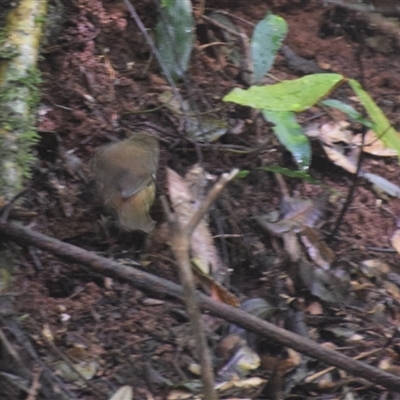 Sericornis frontalis (White-browed Scrubwren) at O'Reilly, QLD - 23 Feb 2025 by LyndalT