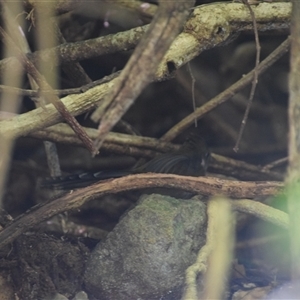 Psophodes olivaceus (Eastern Whipbird) at O'Reilly, QLD - 23 Feb 2025 by LyndalT