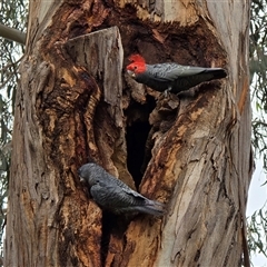 Callocephalon fimbriatum (Gang-gang Cockatoo) at Bruce, ACT - 25 Feb 2025 by kasiaaus