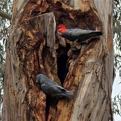 Callocephalon fimbriatum (Gang-gang Cockatoo) at Bruce, ACT - 25 Feb 2025 by kasiaaus