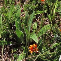 Plantago varia at Adaminaby, NSW - 15 Nov 2020 by AndyRoo